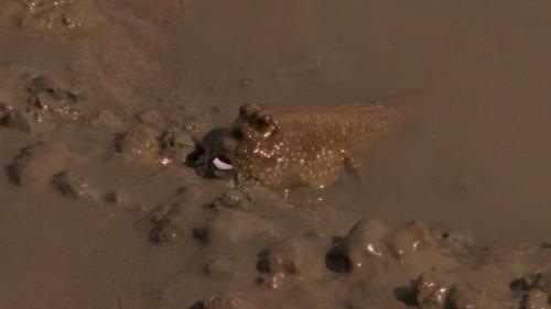 טבע-מטורף-עונה-1-פרק-15